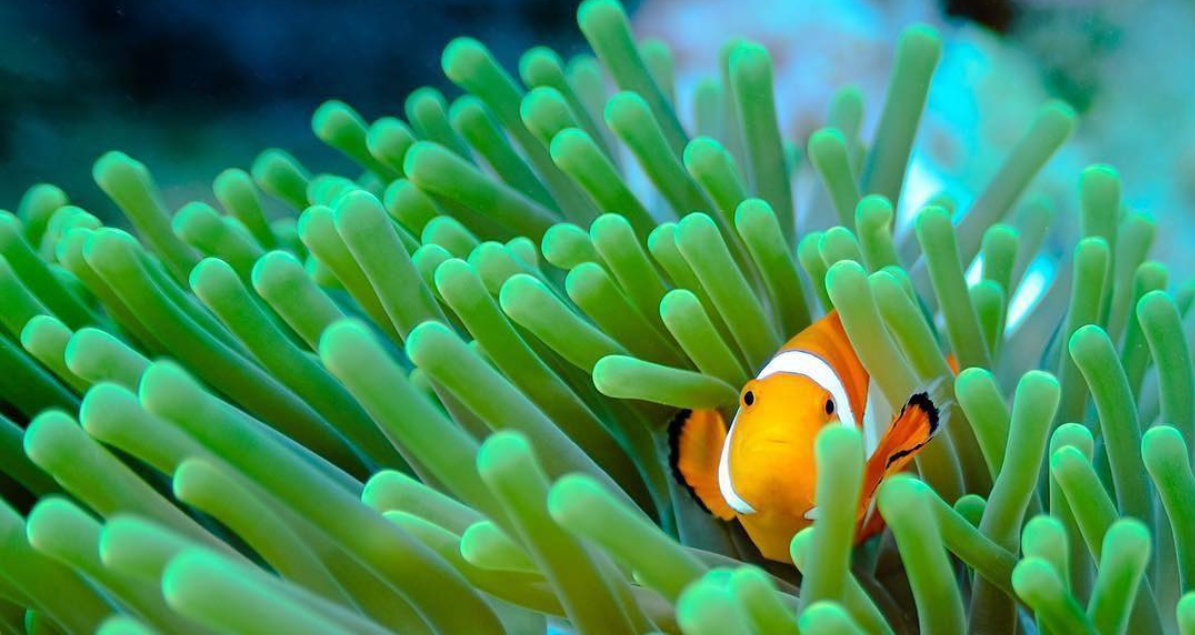 Clownfish in anenome, photo credit: Courtney Gibson