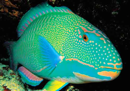 spotted-parrotfish-terminal-phase
