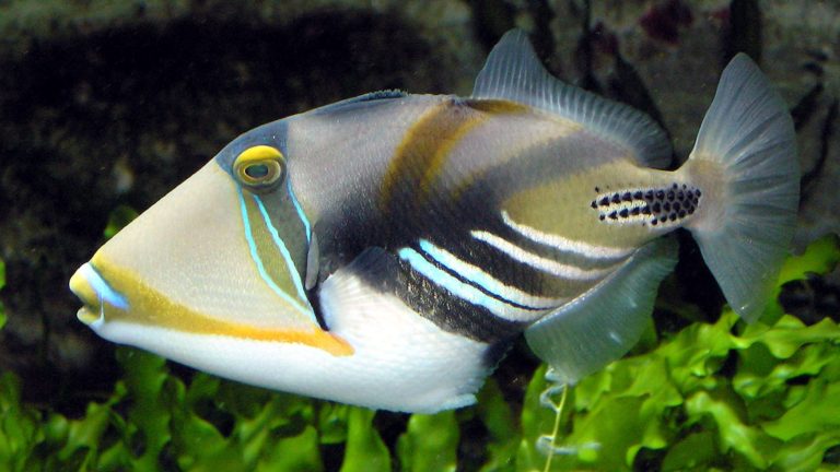Picasso Triggerfish